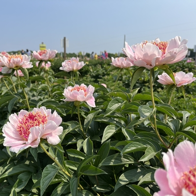 A field of bright pink peonies blooming